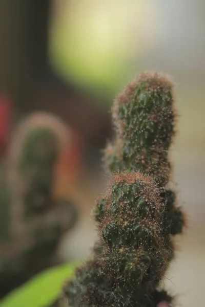 Vista Vicino Del Mini Cactus Con Piccole Spine Rosse Sul — Foto Stock