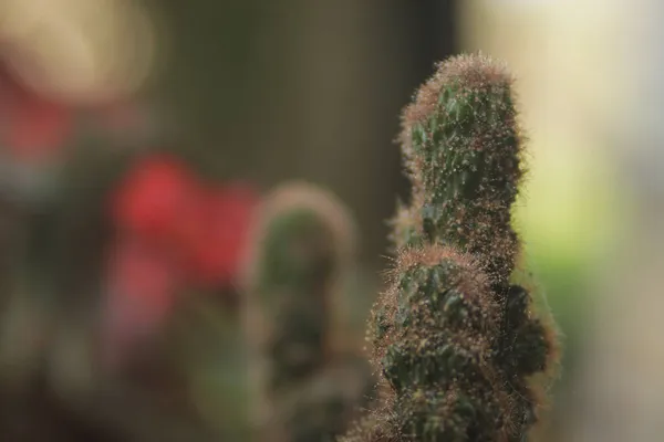 Close Zicht Mini Cactus Met Kleine Rode Doornen Rode Pot — Stockfoto