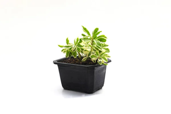 Beautiful Variegated Houseplant Black Pot Isolated White Background Stock Photo