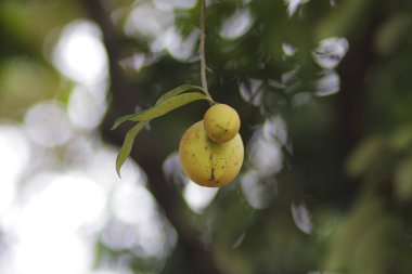 Arka bahçedeki ağaçlarda yetişen nutmeg meyveleri (Myristica kokuları).