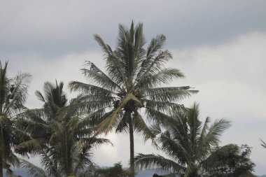 Hindistan cevizi ağacı bulutlu gökyüzü arka planına karşı sabah.