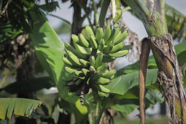 Bahçedeki ağaçta asılı bir grup olgunlaşmamış muz. Tarım arka planı stok resimleri.