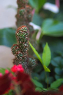 Arka bahçedeki kırmızı tencerede küçük kırmızı dikenli mini kaktüslerin yakın görüntüsü. Ev dekorasyonu için mini kaktüs. Ev bitkisi resimleri.