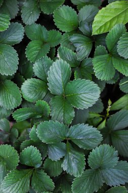 Çilek yapraklarının geniş görünümü