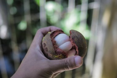 Taze mangosteen (Garcinia mangostana) hazır ve nazır. Mor mangosteen, Güneydoğu Asya 'ya özgü tropikal meyveler..