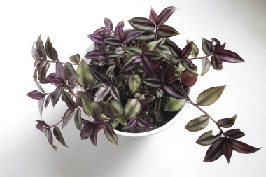 Tradescantia zebrina: Tradescantia beyaz arka planda bir tencerede yetişir. Gümüş İnç Fabrikası, Gezgin Yahudi bitkisi, Ev dekorasyonu için Süslü Ev Bitkisi.