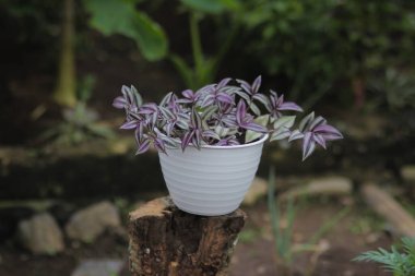 Tradescantia zebrina: Tradescantia yazın arka bahçede beyaz bir tencerede yetişir. Zebrakraut, Gümüş İnç Fabrikası, Gezgin Yahudi bitkisi, Ev dekorasyonu için Süslü Ev Bitkisi.