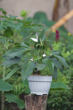 Uzun süreli aşk ve dostluğun sembolü olarak beyaz kalp şeklinde yapraklar ve koyu yeşil yapraklar içeren Anthurium. Ev dekorasyonu için beyaz flamingo ev bitkisi.