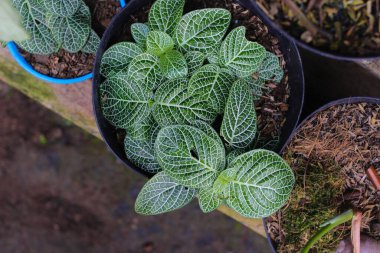 Arka bahçedeki siyah tencerede bulunan sinir fabrikasına ya da Fittonia Argyroneura 'ya yakından bakın. Ev dekorasyonu için saksı
