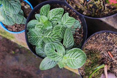 Arka bahçedeki siyah tencerede bulunan sinir fabrikasına ya da Fittonia Argyroneura 'ya yakından bakın. Ev dekorasyonu için saksı
