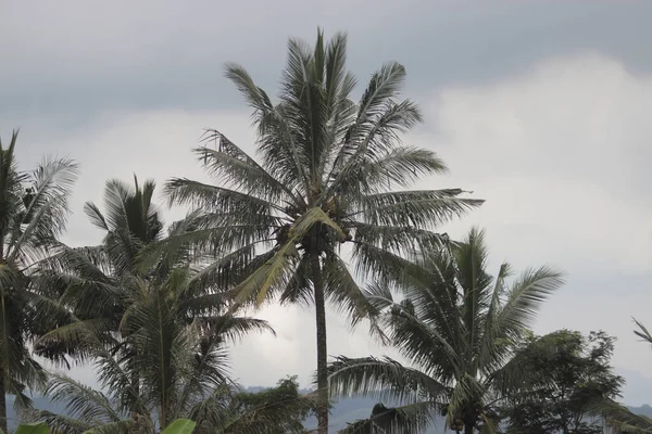 Pohon Kelapa Terhadap Langit Berawan Latar Belakang Pagi Hari — Stok Foto