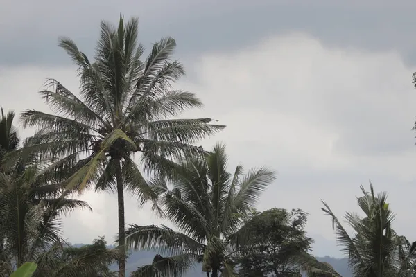 朝の曇りの空を背景にココナッツの木 — ストック写真