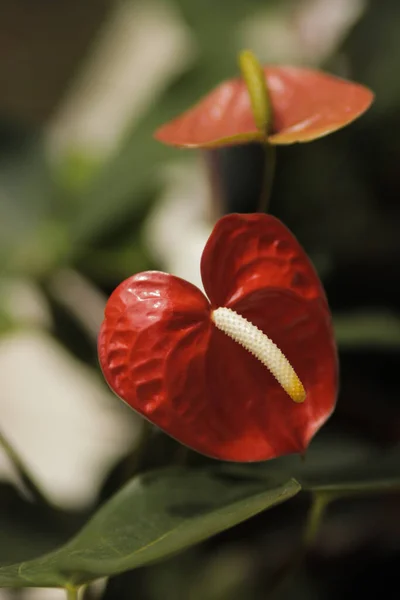 Vue Rapprochée Red Anthurium Andraeanum Fleurs Flamant Rose Avec Fond — Photo