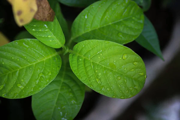 Tautropfen Auf Den Blättern Der Passionsfrucht Morgen Nach Dem Regen — Stockfoto