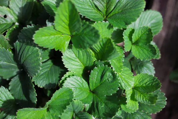 Ampia Vista Fragole Foglie Sfondo — Foto Stock