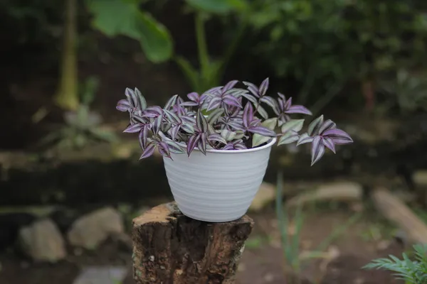 Tradescantia zebrina: Tradescantia yazın arka bahçede beyaz bir tencerede yetişir. Zebrakraut, Gümüş İnç Fabrikası, Gezgin Yahudi bitkisi, Ev dekorasyonu için Süslü Ev Bitkisi.