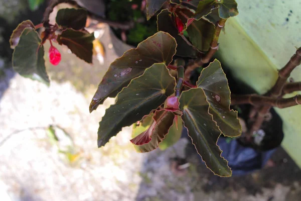 Beautiful Houseplant Called Begonia Million Kisses Amour Boliviensis Red Backyard — Stock Photo, Image