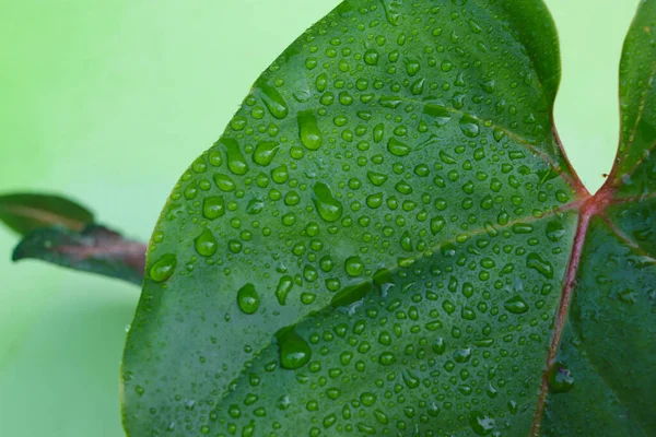 Widok Bliska Krople Deszczu Zielonym Liściu Deszczu Rano Rosa Roślinach — Zdjęcie stockowe