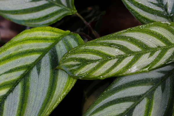 Close View Raindrops Calathea Anulque Houseplant Green Leaves White Stripes — Stock Photo, Image