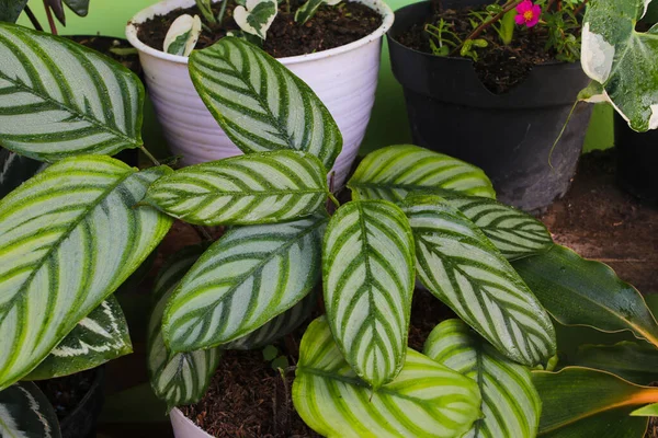 Yağmurdan sonra Calathea Anulque 'daki yeşil yapraklı ve beyaz çizgili yağmur damlalarının yakın görüntüsü. Ev dekorasyonu için süs bitkileri.