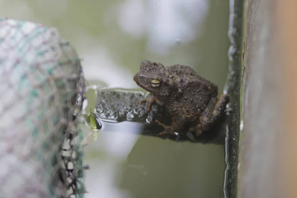 苔で覆われた池の排水管の上にカエルが座っている — ストック写真