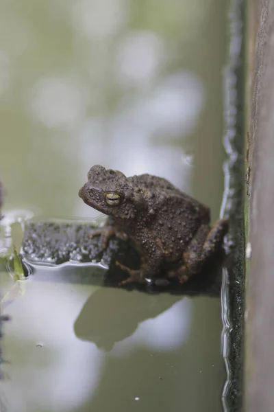 一只青蛙正坐在一个脏兮兮的满是苔藓的鱼塘排水管道上 — 图库照片