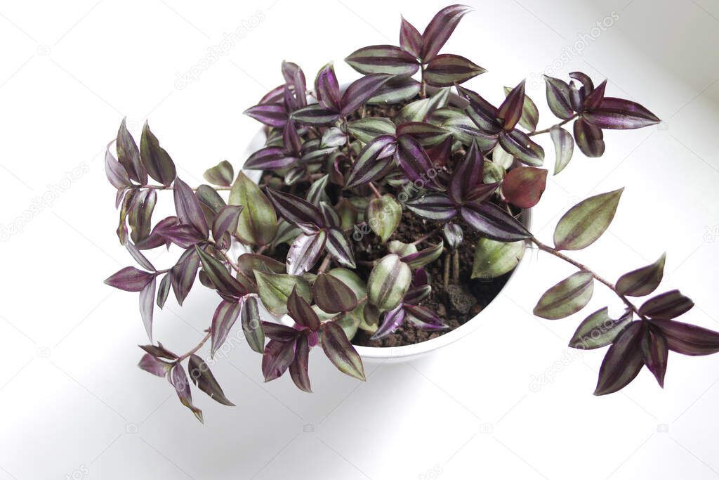 Tradescantia zebrina: tradescantia grows in a pot on white background. Silver Inch Plant, Wandering Jew plant, Ornamental Houseplant for home decor.