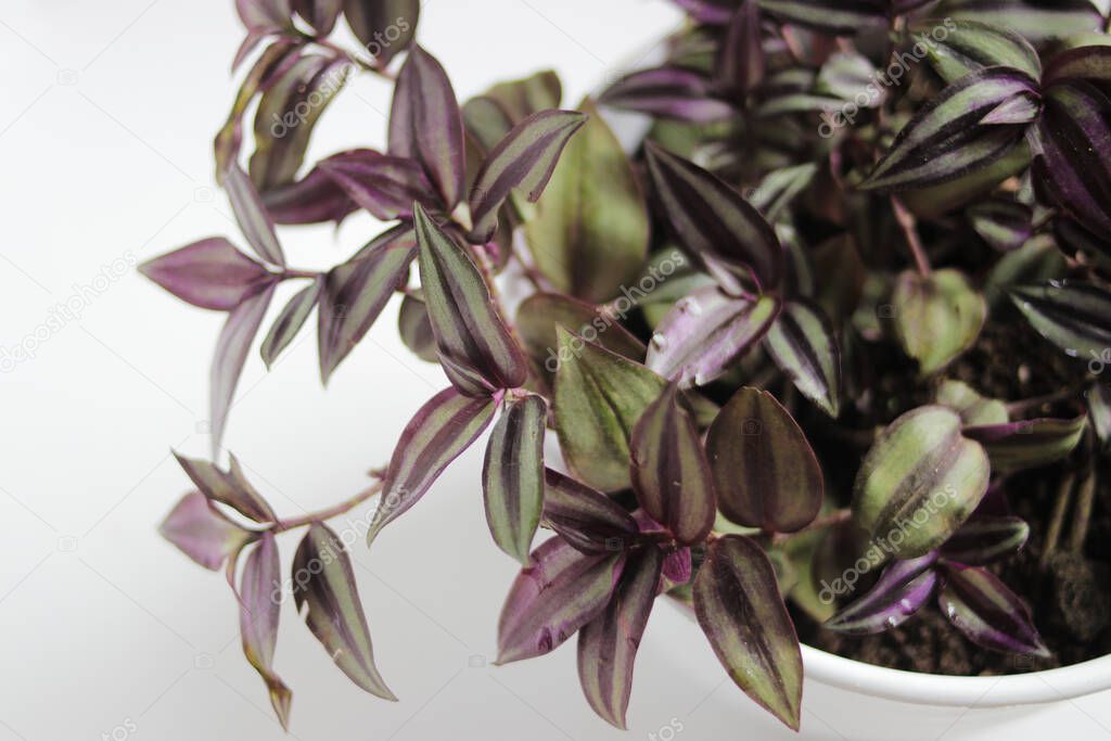 Tradescantia zebrina: tradescantia grows in a pot on white background. Silver Inch Plant, Wandering Jew plant, Ornamental Houseplant for home decor.