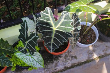 Arka bahçedeki turuncu tencerede Alocasia Amazonica Polly 'nin yakın çekimi. Ev dekorasyonu için Tropik Ev Bitkisi.