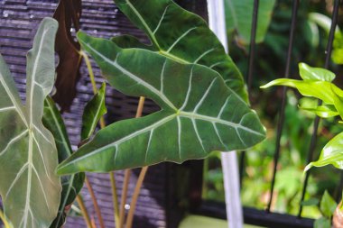 Arka bahçedeki Alocasia Longiloba Denudata süs bitkisinin yakın görüntüsü. Ev dekorasyonu için Tropik Ev Bitkisi.