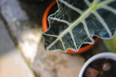 Arka bahçedeki turuncu tencerede Alocasia Amazonica Polly 'nin yakın çekimi. Ev dekorasyonu için Tropik Ev Bitkisi.