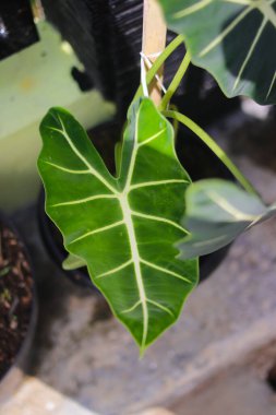 Arka bahçedeki Alocasia Micoltziana Frydek süsleme bitkisinin yakın görüntüsü. Ev dekorasyonu için Tropik Ev Bitkisi.