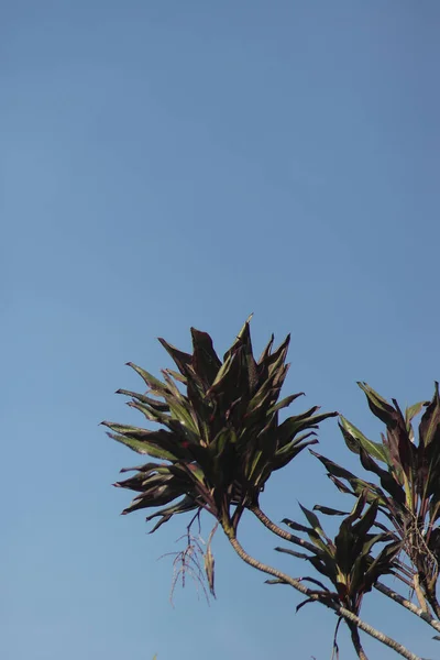 Cordyline Fruticosa Clear Blue Sky Morning — Stock Photo, Image