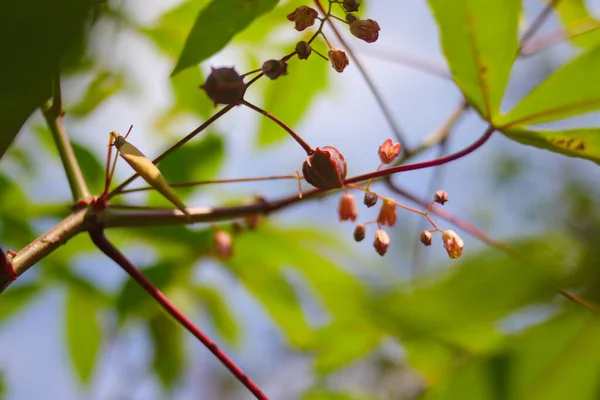 Kwiat Manioku Wiszący Gałęziach Drzew — Zdjęcie stockowe