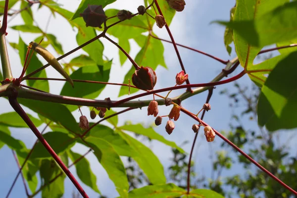 Cassava Blume Hängt Ästen — Stockfoto