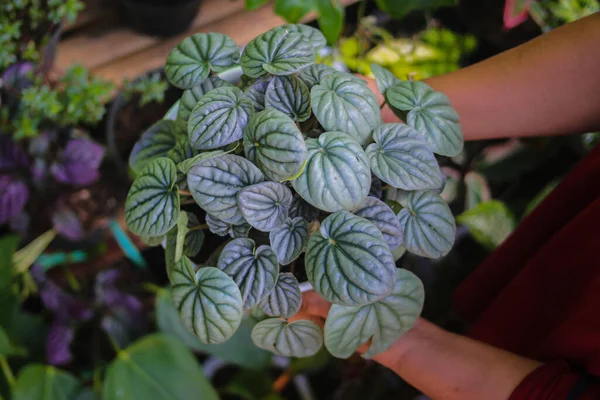 Peperomia Caperata Lilian Houseplant Στο Χέρι Στην Πίσω Αυλή Αρχική — Φωτογραφία Αρχείου