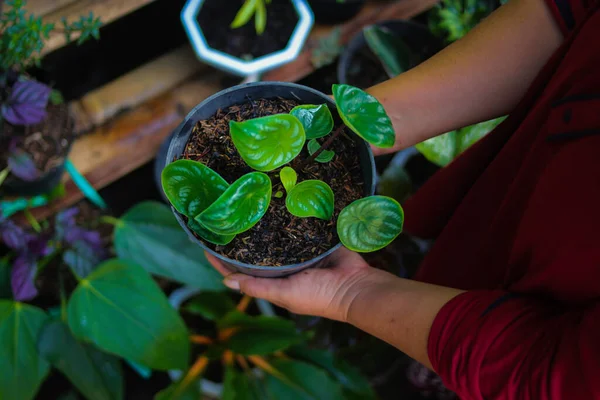 Karpuz peperomisi (Peperomia argyreia) arka bahçesinde gözyaşı damlası şeklinde yeşil yapraklar ve gümüş çizgilerle hazırdır. Bahçıvanlık konsepti, ev dekorasyonu için tropikal ev bitkisi..