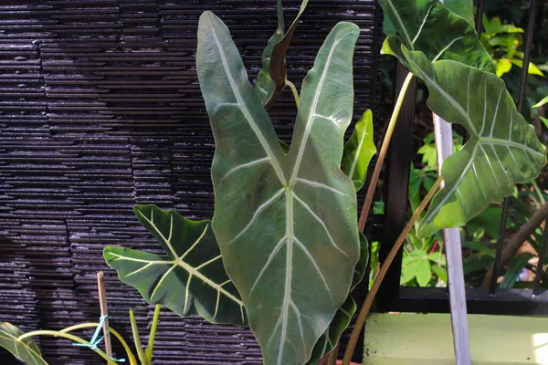 Nahaufnahme Der Zierpflanze Alocasia Longiloba Denudata Hinterhof Tropische Zimmerpflanze Für — Stockfoto