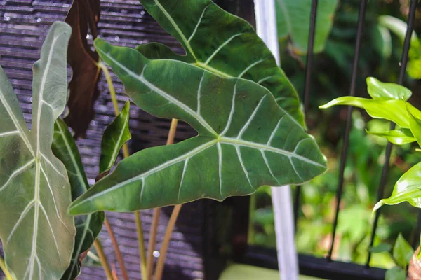 Nahaufnahme Der Zierpflanze Alocasia Longiloba Denudata Hinterhof Tropische Zimmerpflanze Für — Stockfoto