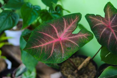 Caladium Hearts Delight 'taki yağmur damlalarının yeşil yapraklı görüntüsü ve arka bahçedeki yağmurdan sonra kırmızı damarlar. Ev dekorasyonu için ev bitkisi, fotokopi alanı ile bahçecilik konsepti