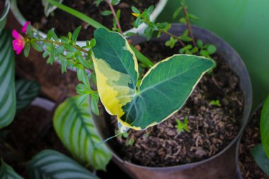 Arka bahçede Caladium Mickey Mouse 'un (Xanthosoma albomarginata) yakın görüntüsü vardır. Taro faresi, Fare Kupası, Cep Bitkisi, ya da bahçedeki siyah çömleğe güçlü fare bitkisi. Değişik taro yaprakları.