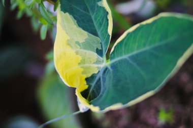 Arka bahçede Caladium Mickey Mouse 'un (Xanthosoma albomarginata) yakın görüntüsü vardır. Taro faresi, Fare Kupası, Cep Bitkisi, ya da bahçedeki siyah çömleğe güçlü fare bitkisi. Değişik taro yaprakları.