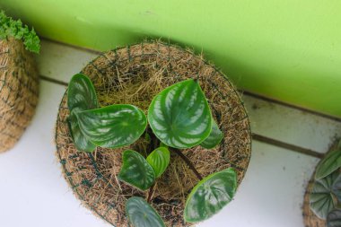 Arka bahçesinde hindistan cevizi kumaşından yapılmış kabın üzerinde gözyaşı damlası şeklinde yeşil yapraklar ve gümüş şeritler bulunan karpuz peperomisi (Peperomia argyreia). Ev dekorasyonu için tropik ev bitkisi.