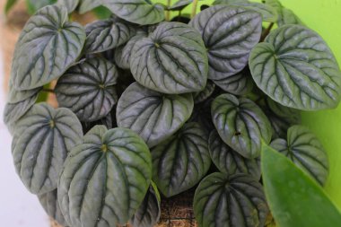 Arka bahçedeki Peperomia Caperata Lilian bitkisinin yakın görüntüsü. Ev dekorasyonu konsepti, ev dekorasyonu için minimalist ev bitkisi