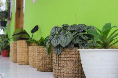 Peperomia Caperata Lilian bitkisi arka bahçedeki hindistan cevizi kumaşından yapılmış kır otunun üzerinde. Ev dekorasyonu konsepti, ev dekorasyonu için minimalist ev bitkisi