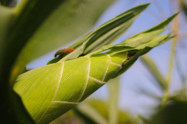 Ağaçta yeşil yapraklı mısır ve mısır tarlasında açık mavi gökyüzü. Endonezyalı yerel çiftçiler tarafından hasat edilmeye hazır..