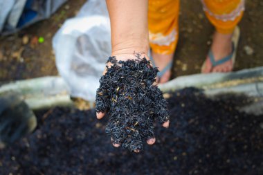 Yanmış kabuk (sekam bakar) ve bulanık arka plan. Pirinç kabuğu külü (RHA), medya ekimi için pirinç kabuğunun yakılmasıyla üretilir. Gübreleme ve bahçıvanlık kavramı.