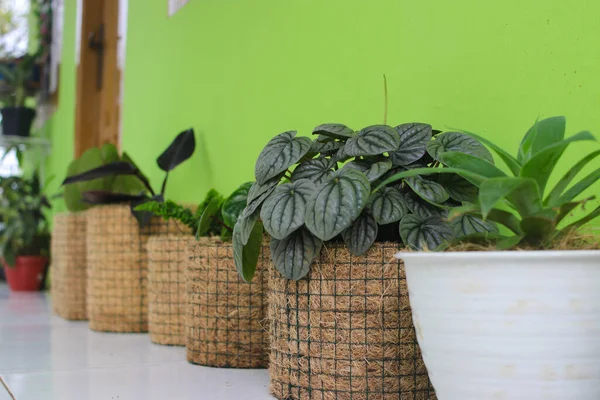 Peperomia Caperata Lilian bitkisi arka bahçedeki hindistan cevizi kumaşından yapılmış kır otunun üzerinde. Ev dekorasyonu konsepti, ev dekorasyonu için minimalist ev bitkisi