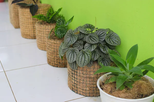 在后院里 用椰子织物制成的乡村盆栽上 种植了卡佩罗米亚 卡佩拉塔 丽莲室内植物 家庭园艺的概念 家居装饰的简约家庭植物 — 图库照片