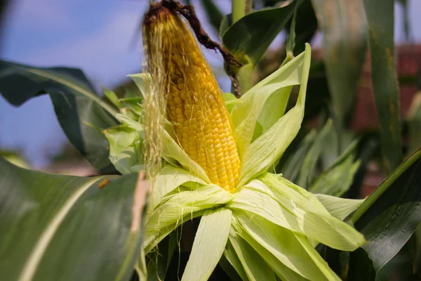 Édes Kukorica Fán Zöld Levelekkel Tiszta Kék Háttér Kukorica Ültetvény — Stock Fotó